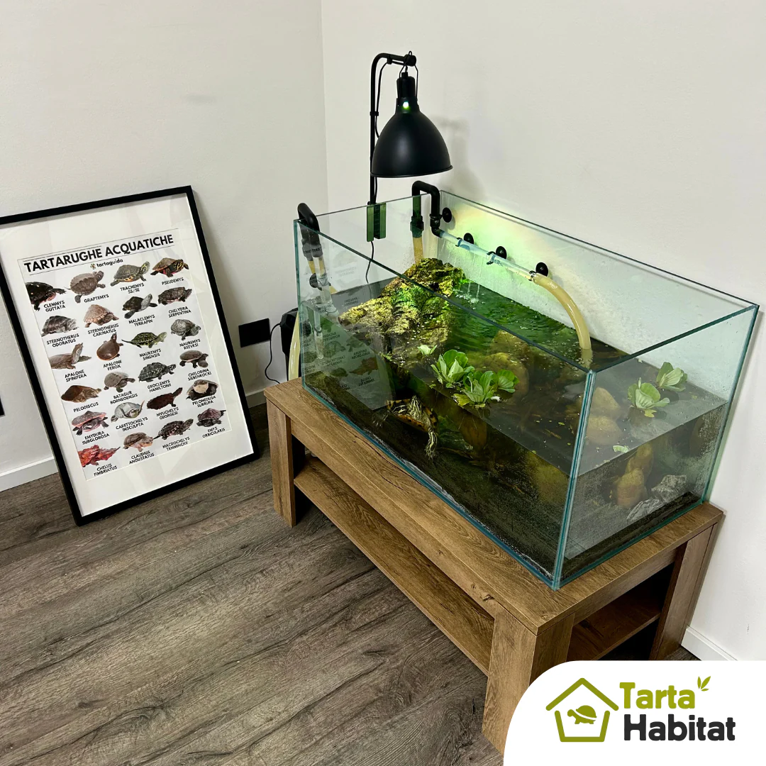 Tarta Habitat Acquario per tartarughe d'acqua 100x50x40/50 h cm - immagine 7