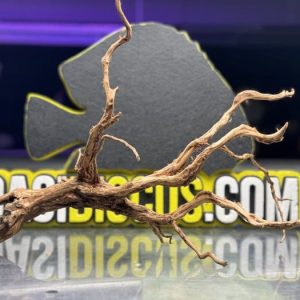 Radici ” SPIDER “