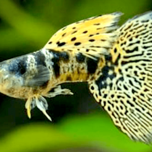 “GUPPY SHOW” KING TIGER YELLOW COBRA