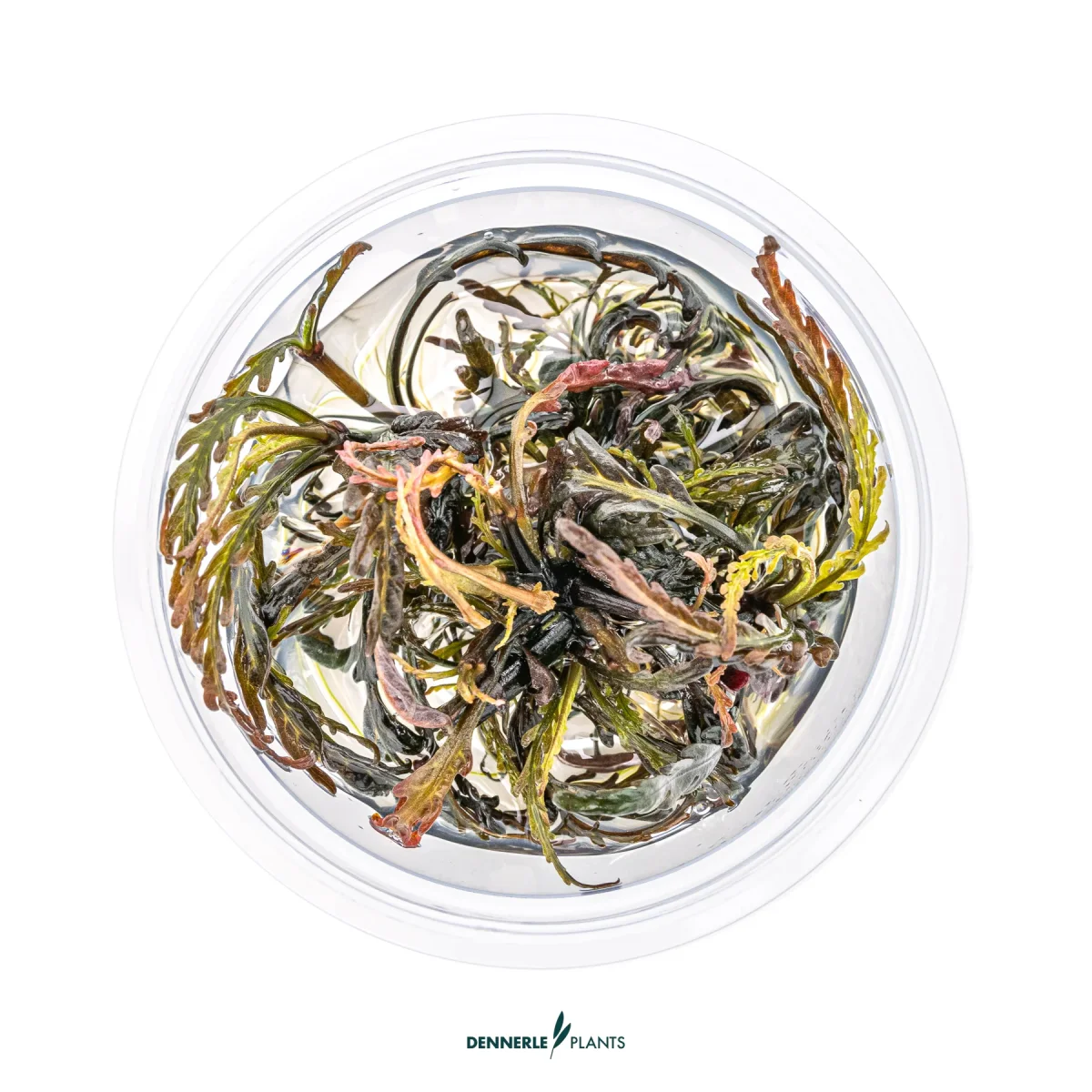 Hygrophila pinnatifida In Vitro - immagine 3