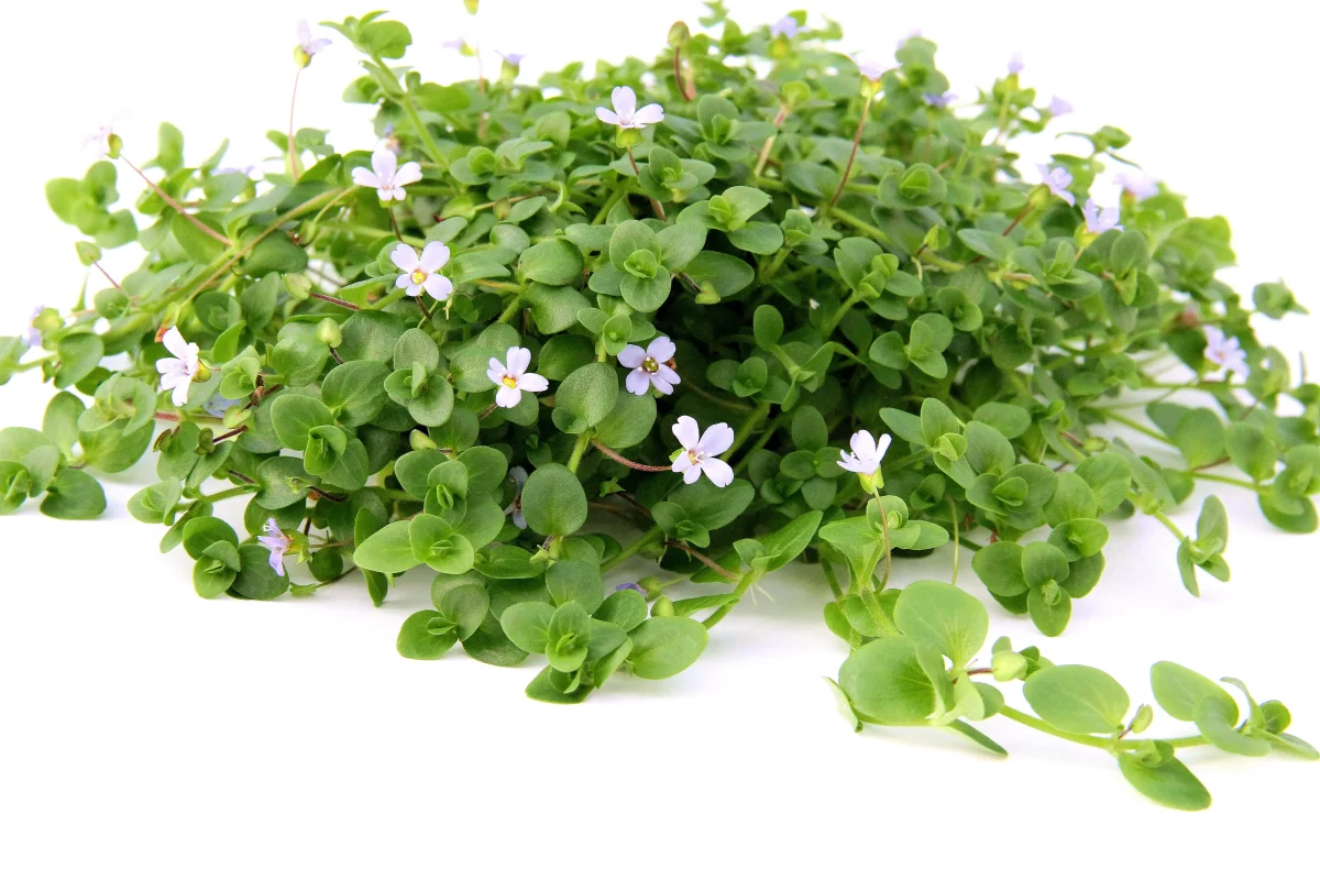 Bacopa Australis - immagine 3