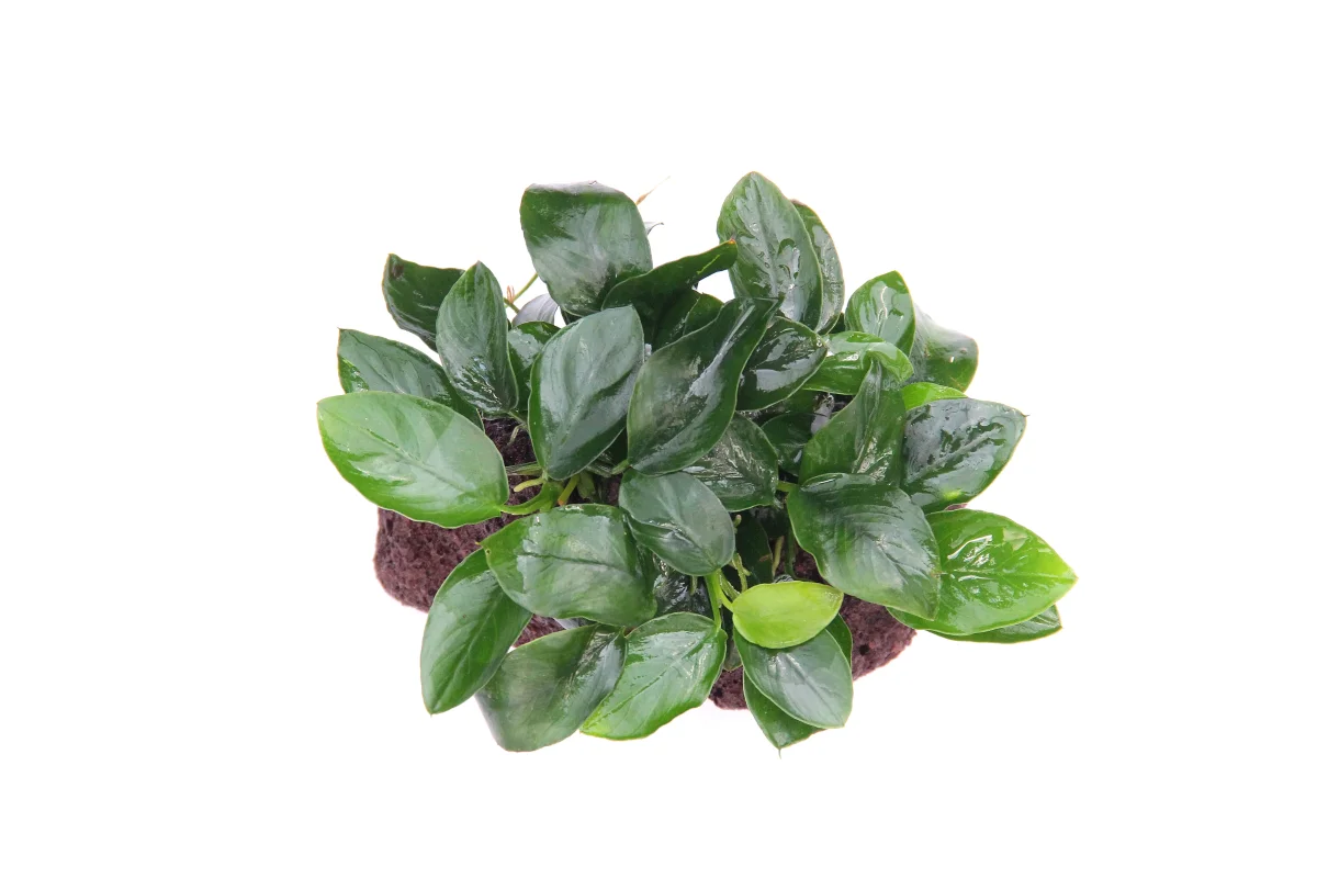 Anubias Barteri var. Nana su sasso - immagine 3