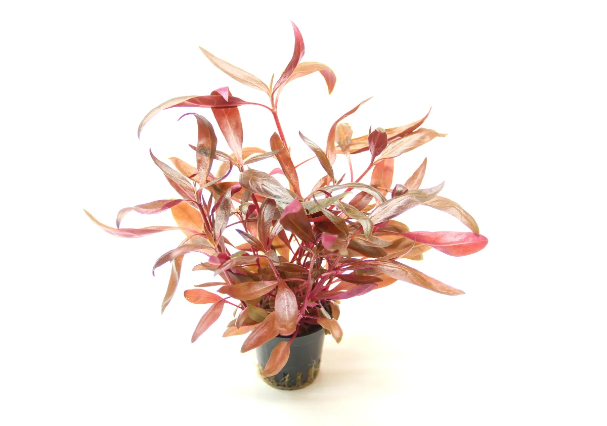 Alternanthera Reineckii 'Red' - immagine 3
