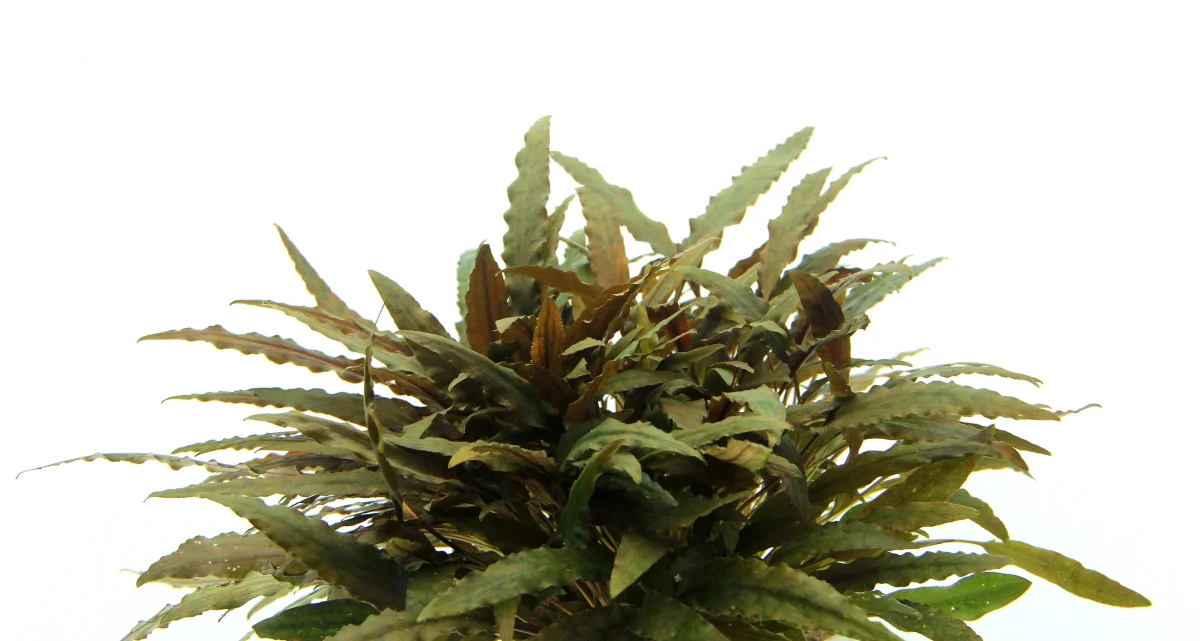 Cryptocoryne wendtii 'Compact' - immagine 3