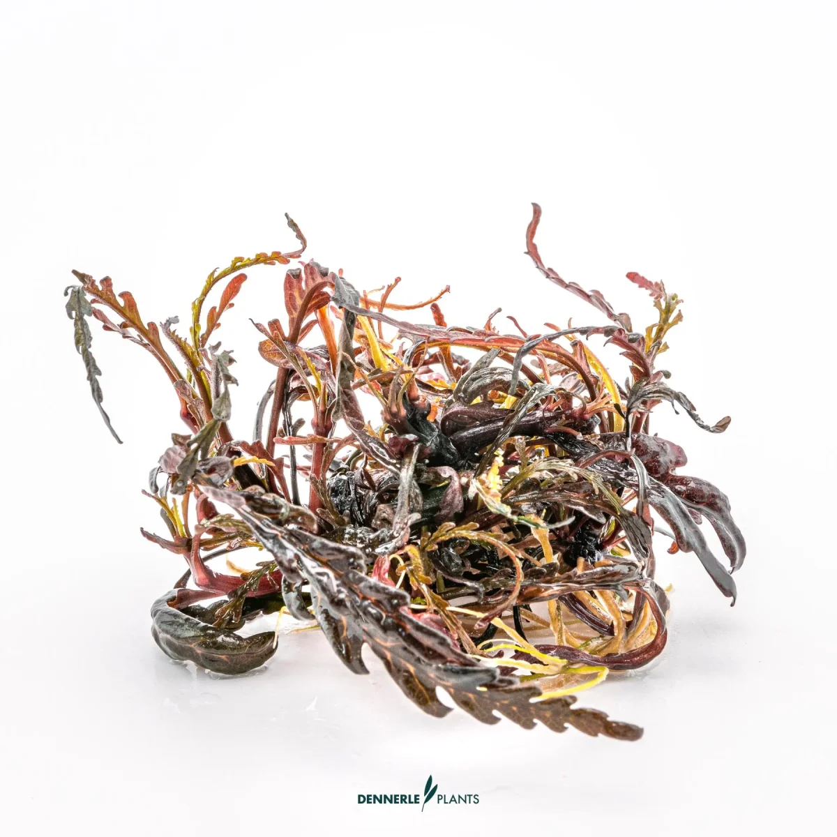 Hygrophila pinnatifida In Vitro - immagine 4