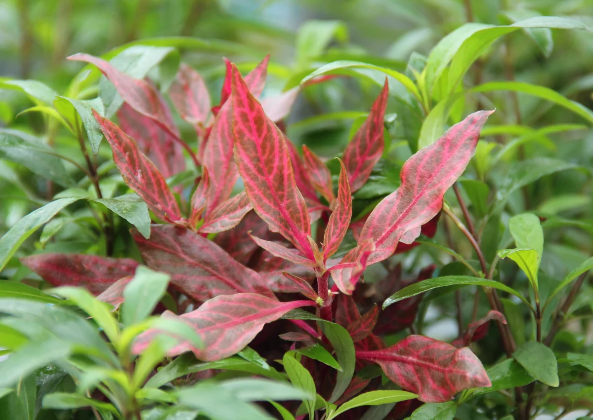 Alternanthera Reineckii 'Red Ruby' XXL - immagine 3