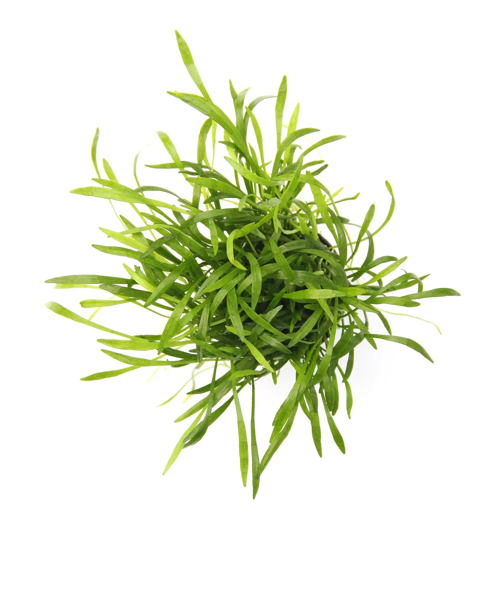 Lilaeopsis brasiliensis - immagine 3