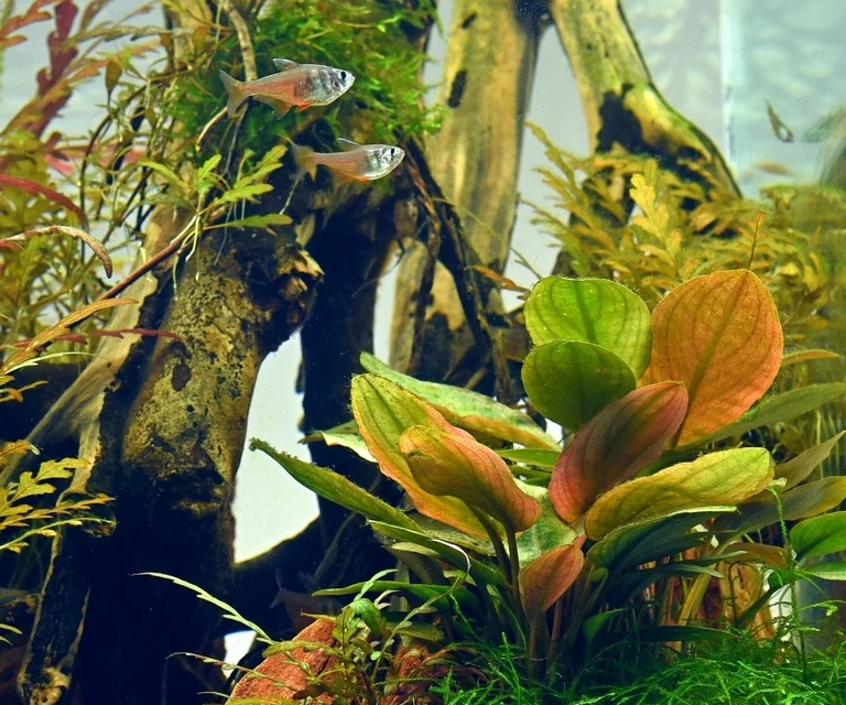 Lagenandra Meeboldii Red XL - immagine 3