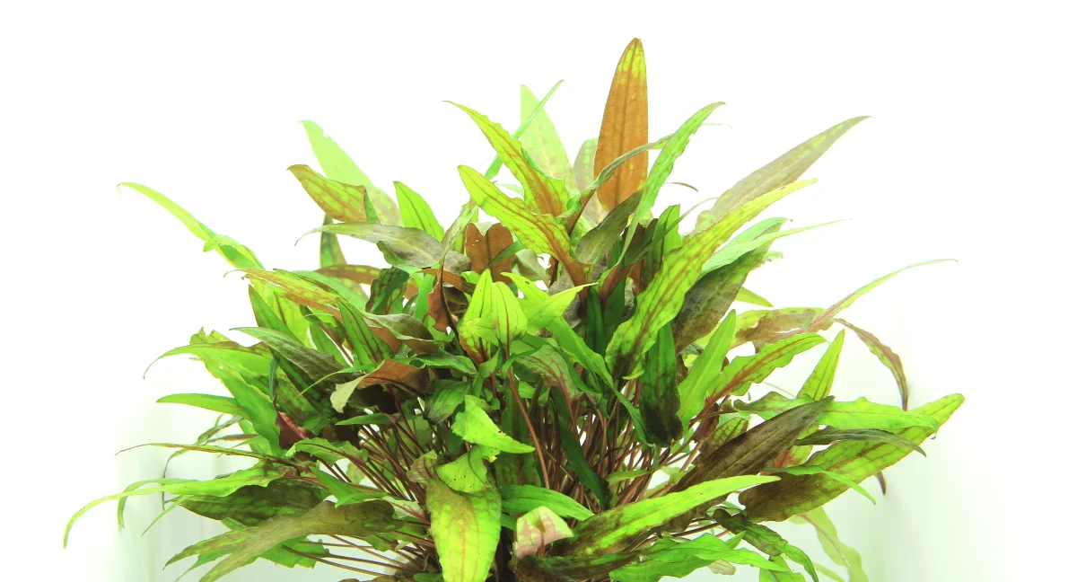 Cryptocoryne wendtii 'Green' - immagine 3