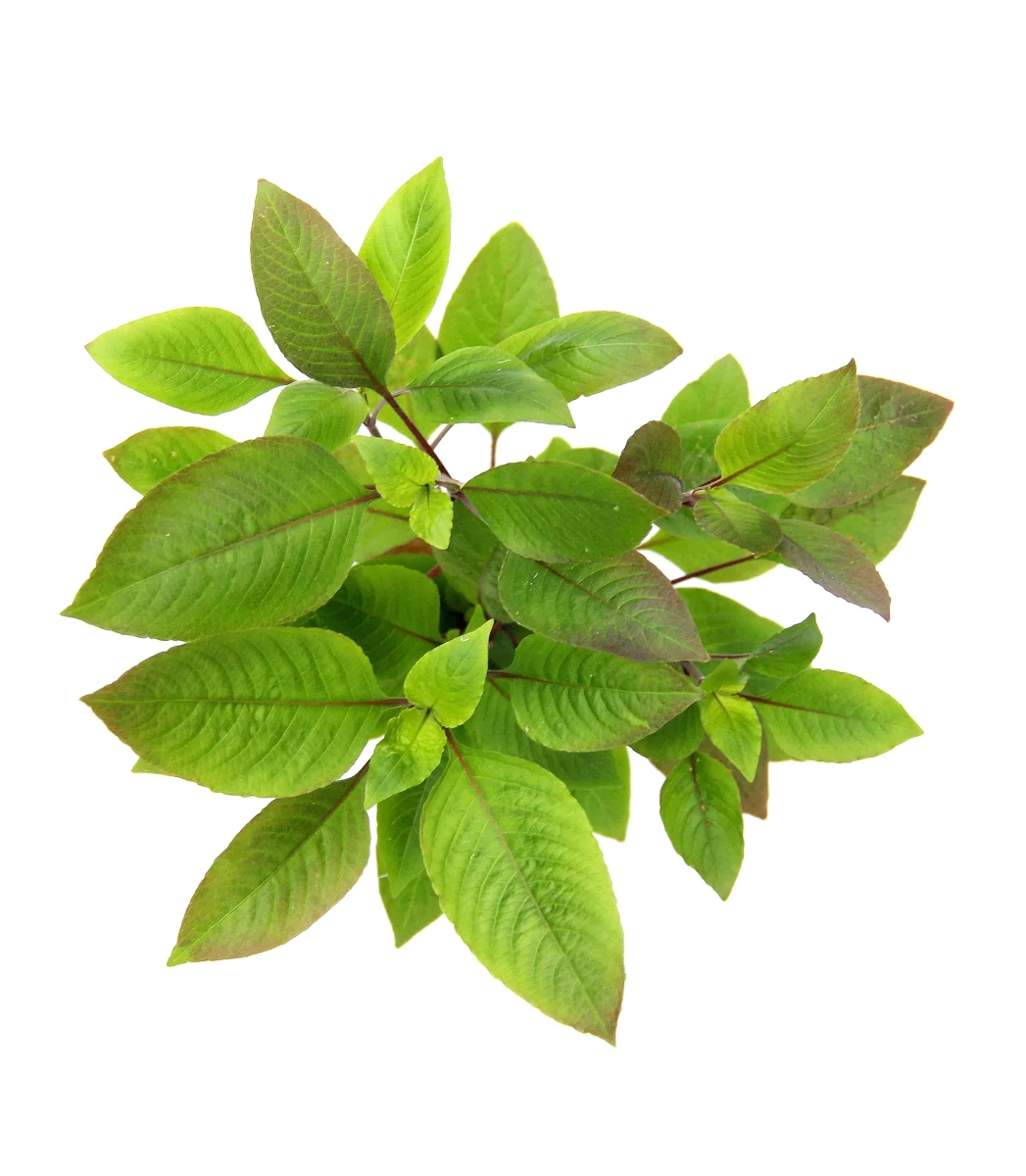 Hygrophila corymbosa - immagine 3