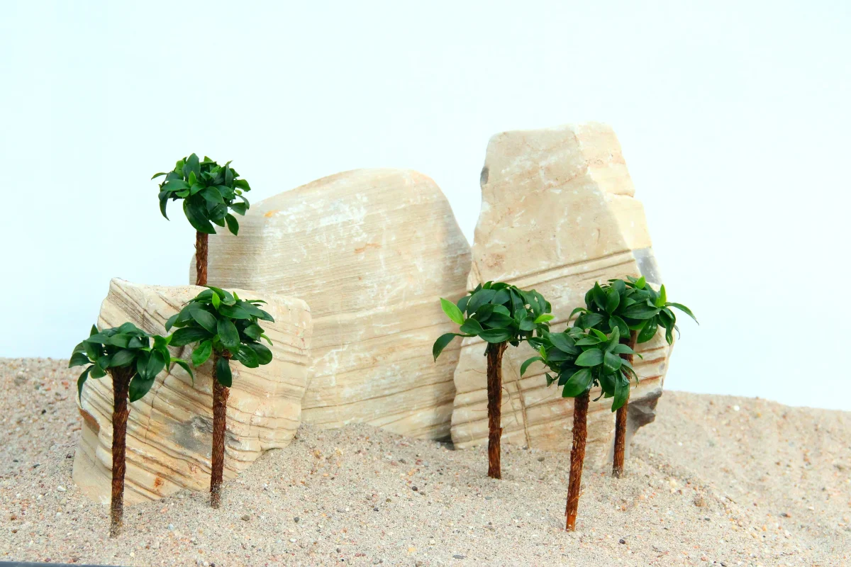 Anubias Nana Bonsai Palm - immagine 3