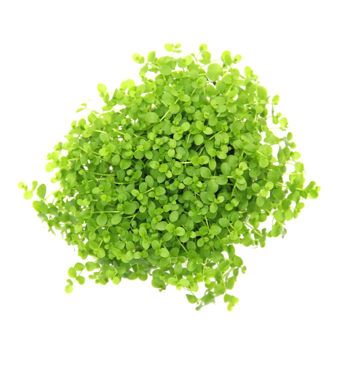 Micranthemum tweediei 'Montecarlo' - immagine 3