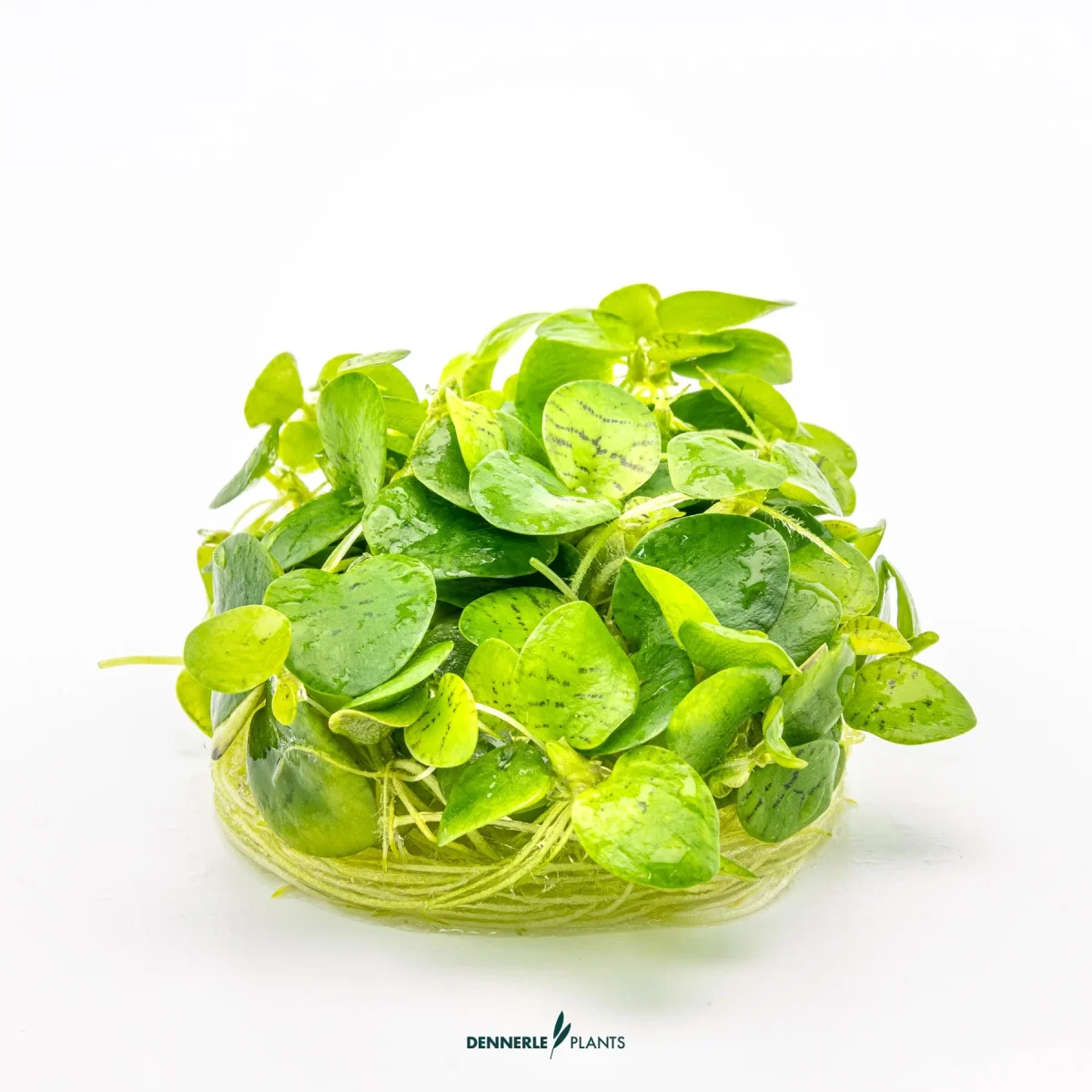 Limnobium laevigatum In Vitro - immagine 4