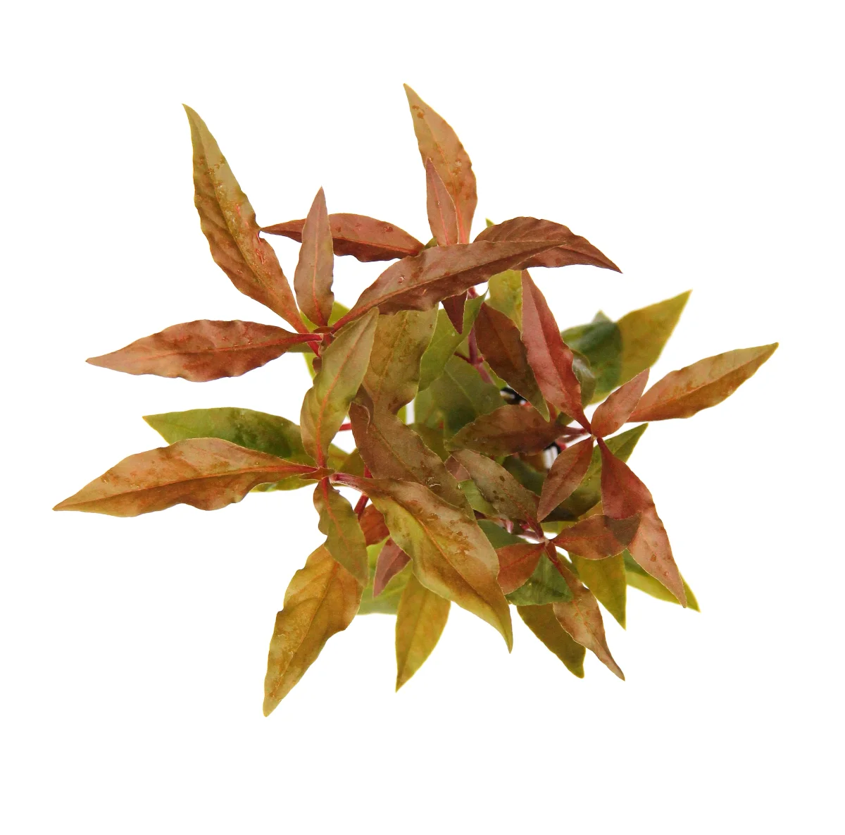 Alternanthera Reineckii 'Red' - immagine 4