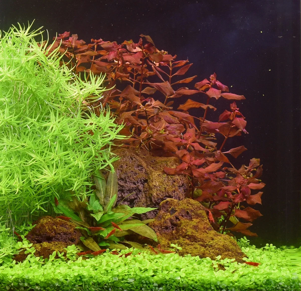 Ludwigia palustris 'Super Red' - immagine 4