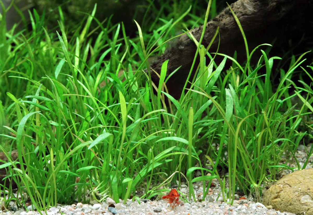 Lilaeopsis brasiliensis - immagine 4