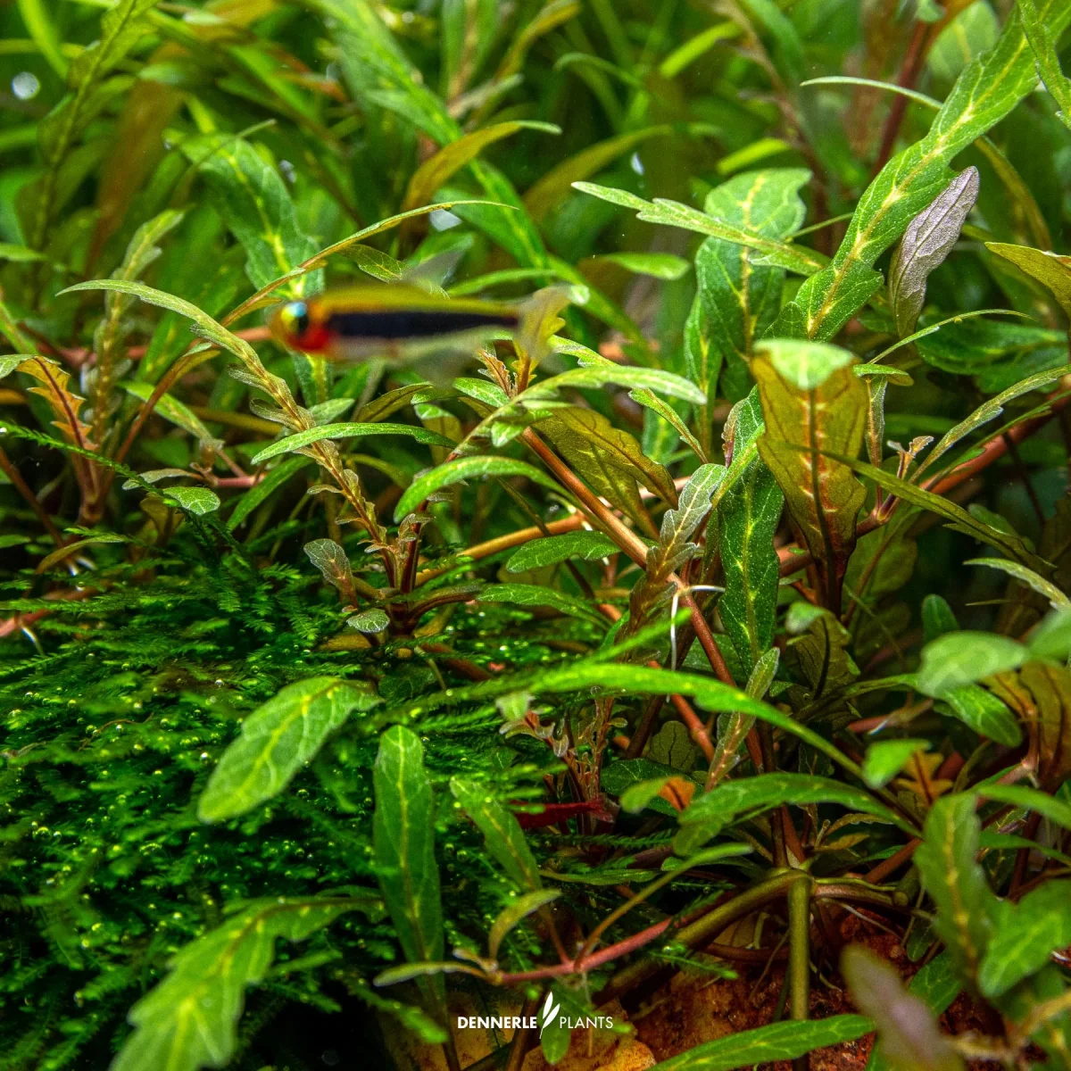 Hygrophila pinnatifida In Vitro - immagine 5