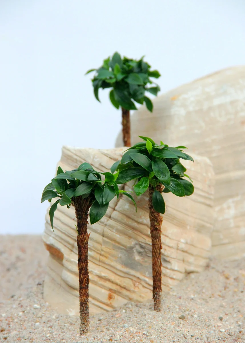 Anubias Nana Bonsai Palm - immagine 4