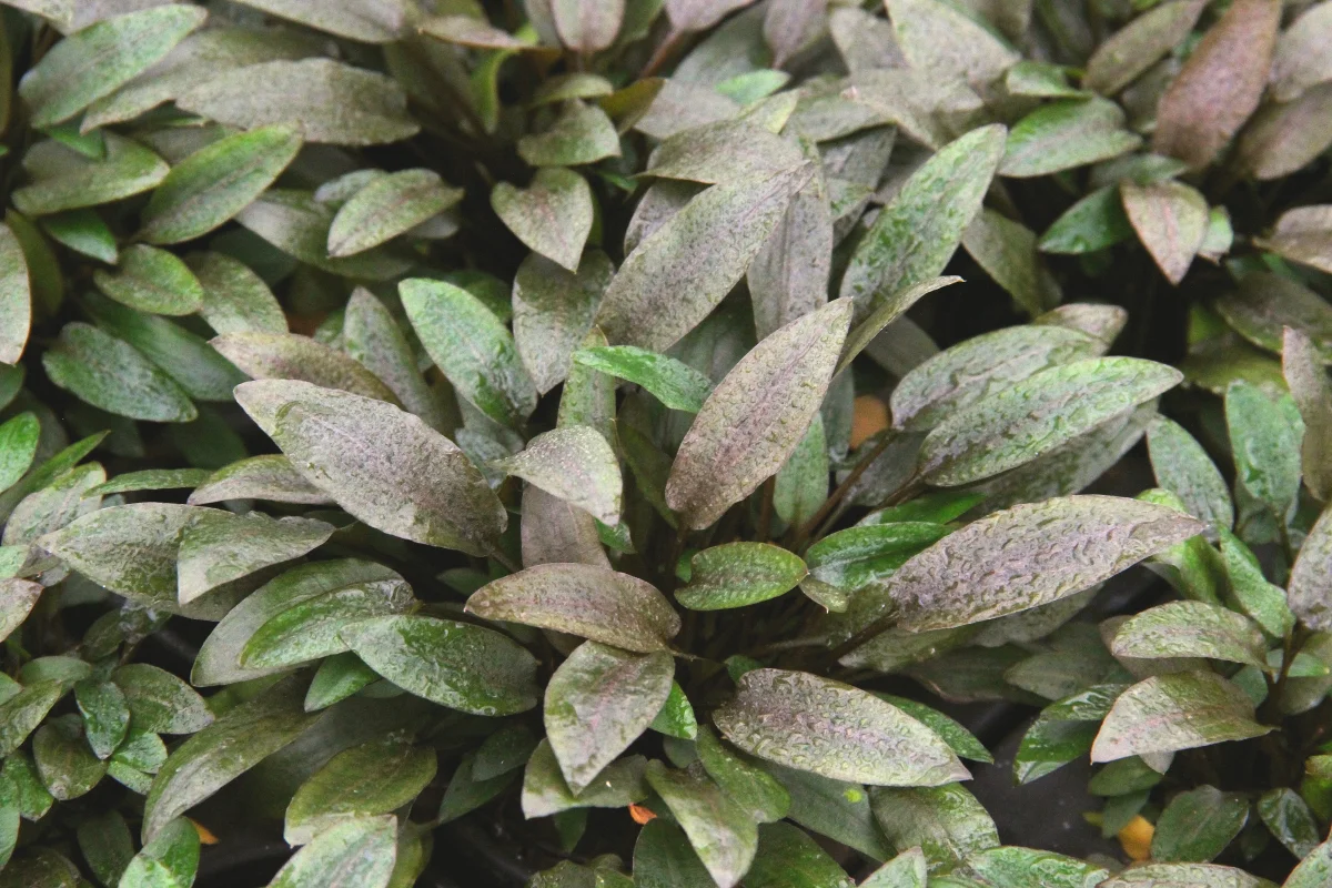 Cryptocoryne wendtii 'Compact' - immagine 4