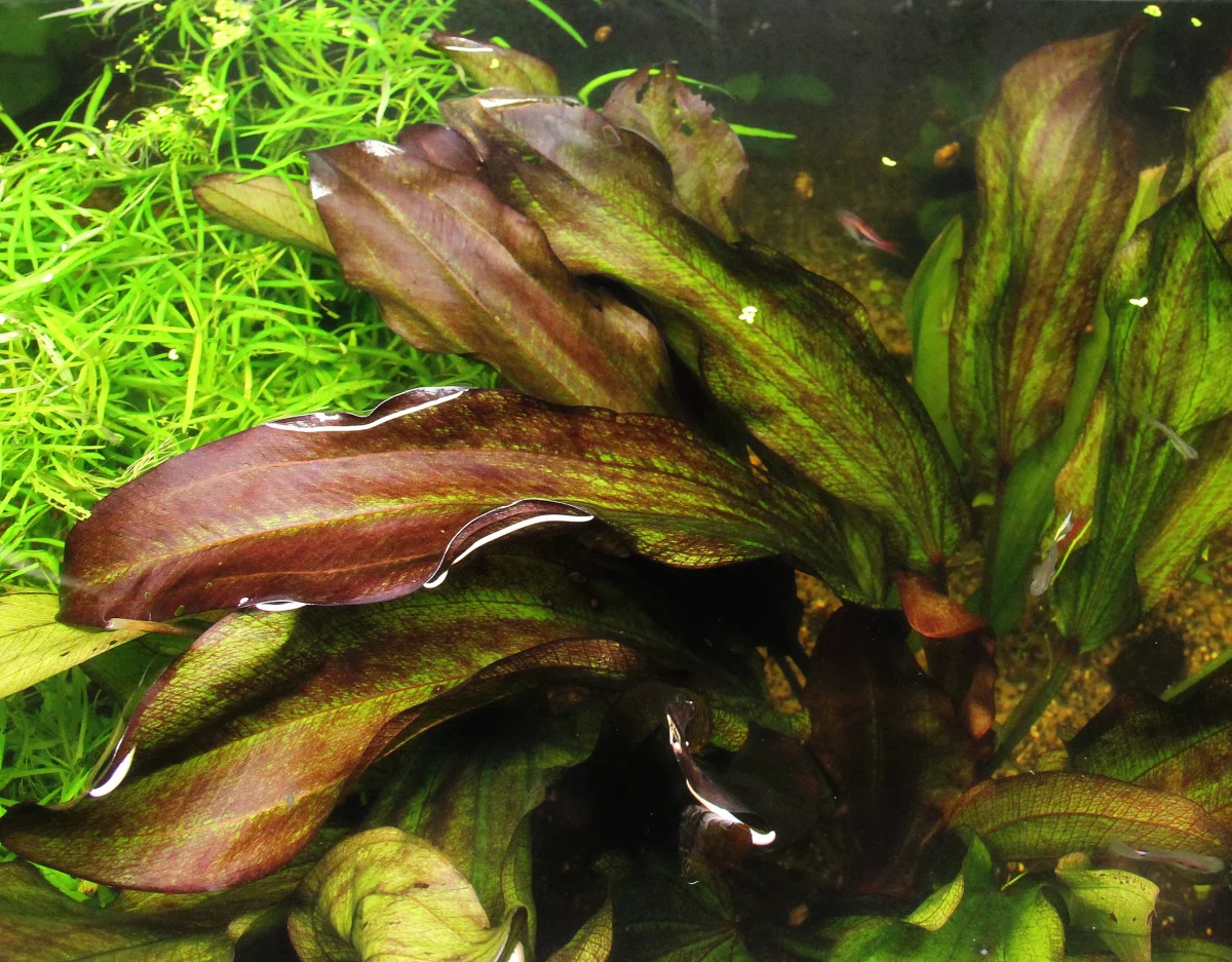 Echinodorus 'Green Chameleon' - immagine 4