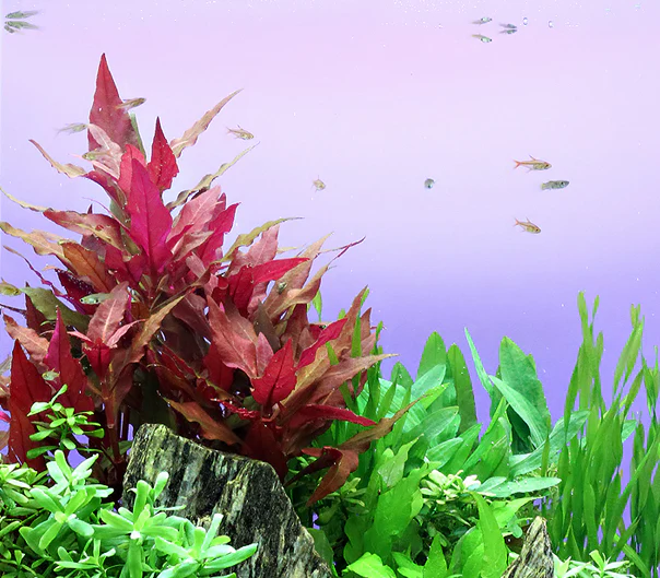 Alternanthera Reineckii 'Red' - immagine 5