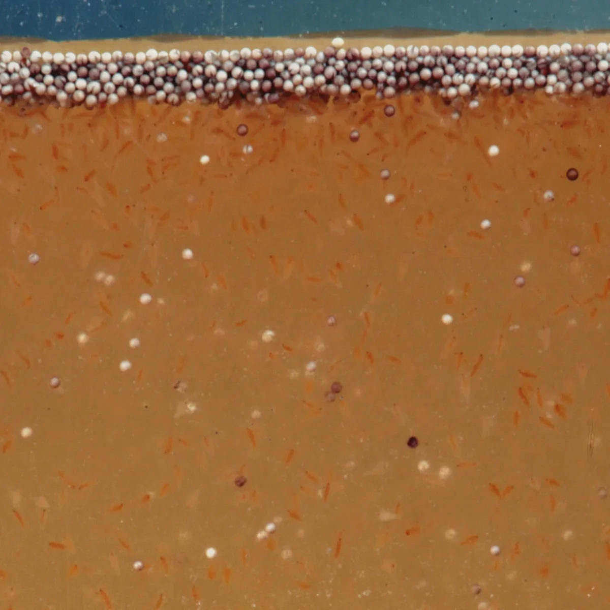 JBL ArtemioPur 40 ml - immagine 5