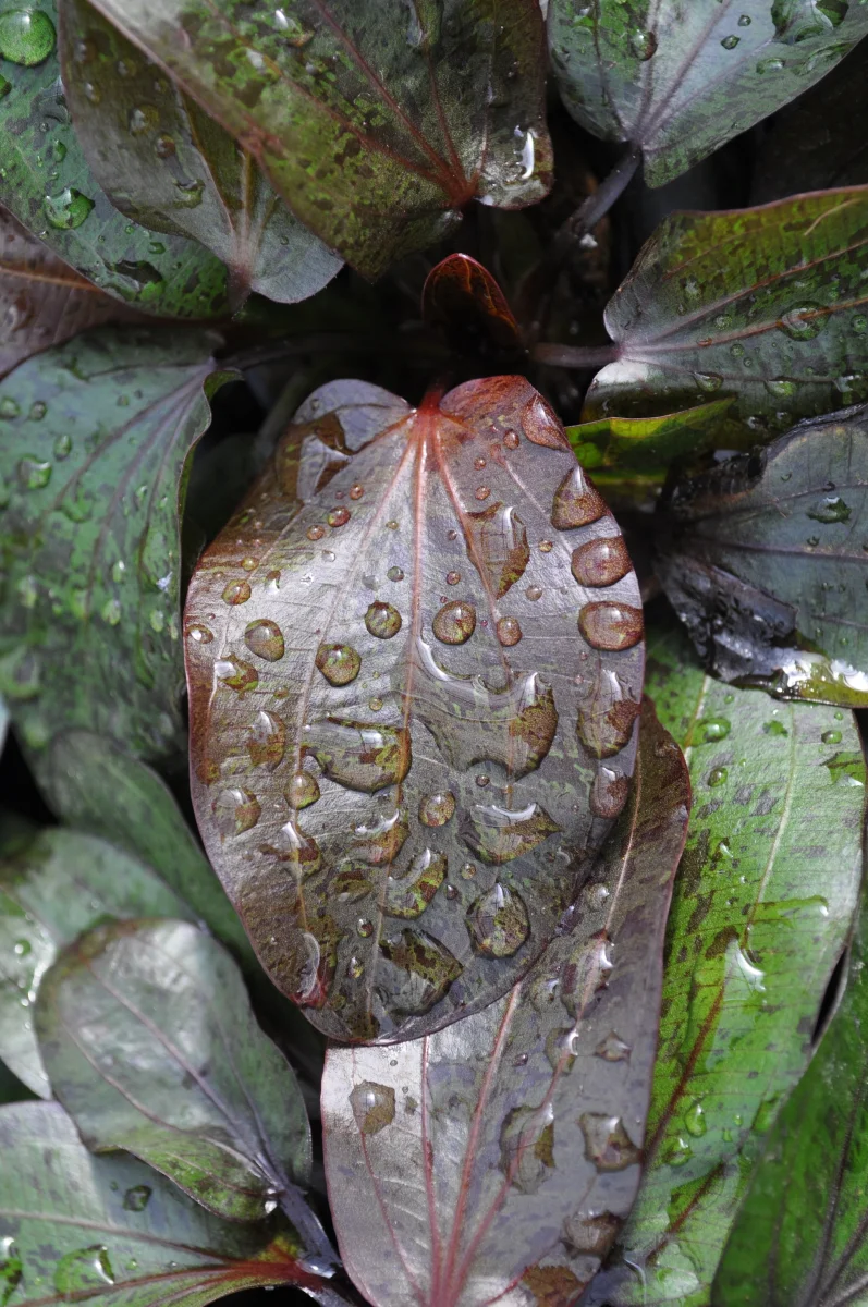 Echinodorus 'Ozelot' - immagine 5