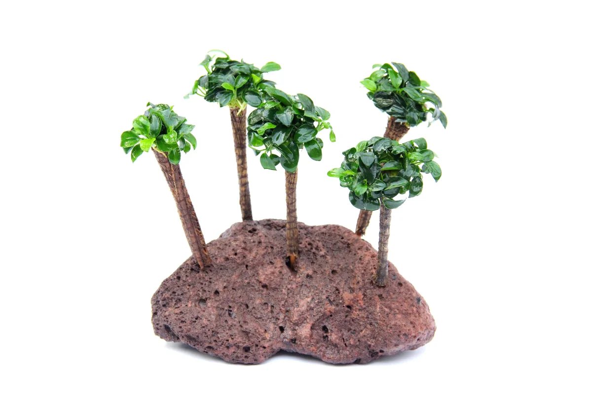 Anubias Nana Bonsai Palm - immagine 5