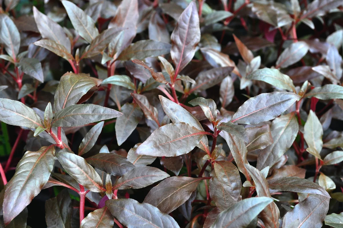 Alternanthera Reineckii 'Red' - immagine 6