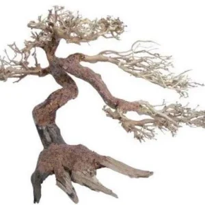 Legno Oriental Wind-5 sm