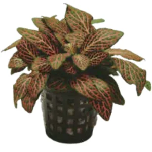 Fittonia Red