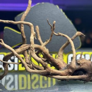 Radici ” AZALEA WOOD”