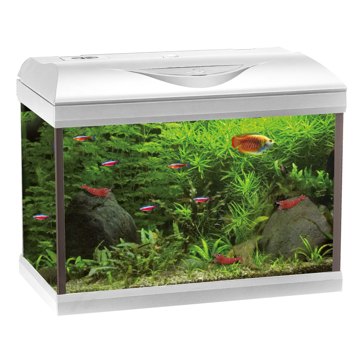 Acquario BASIC LED con filtro interno 25L, 55L, 85L – Bianco o Nero - immagine 4