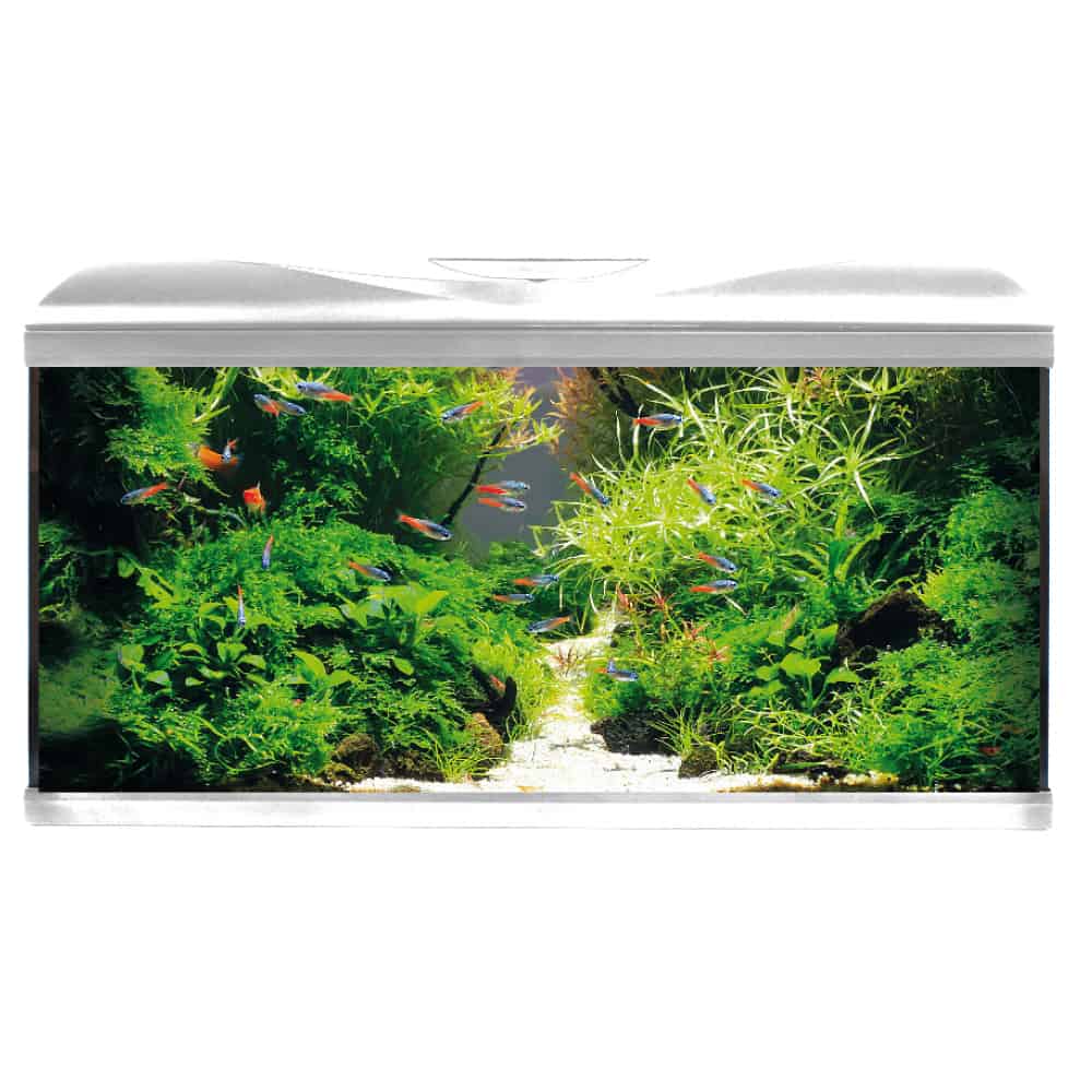 ACQUARIO AMTRA SYSTEM TANK V2 80 LED CON FILTRO BOX 150 RISCALDATORE E SFONDO 3D - immagine 4