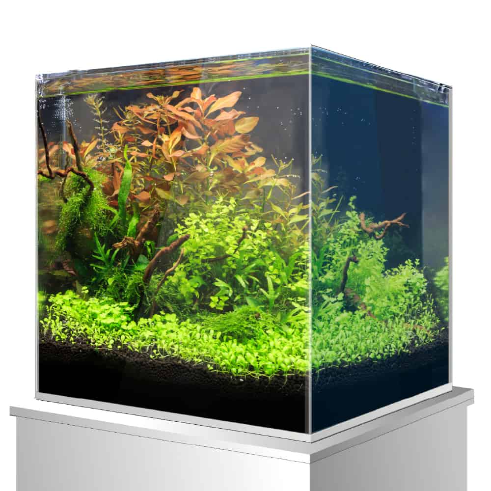 AMTRA NANOSCAPING - immagine 4