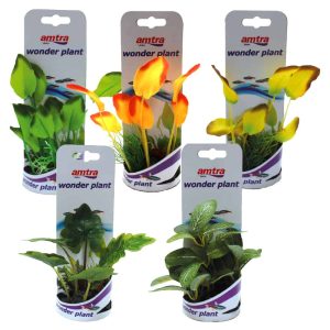 AMTRA WONDER PLANT SERIES “A” 12-13 cm