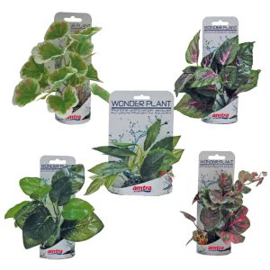 AMTRA WONDER PLANT SERIES “B” 15-18 cm