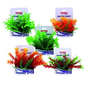 AMTRA WONDER PLANT SERIES “C” 15-18 cm