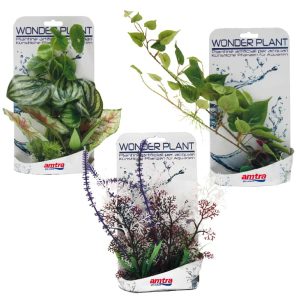 AMTRA WONDER PLANT SERIES “D” 25-40 cm