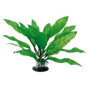 AMTRA PLANT CLASSIC ECHINODORUS