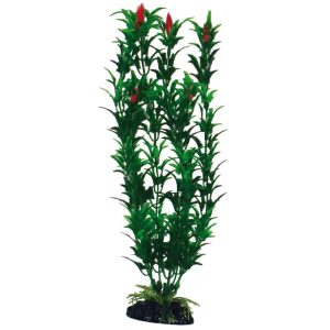 AMTRA PLANT CLASSIC EGERIA FLOWERS BICOLOUR