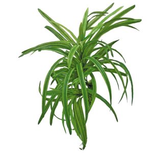 AMTRA PLANT REPLICA DRACENA 25CM