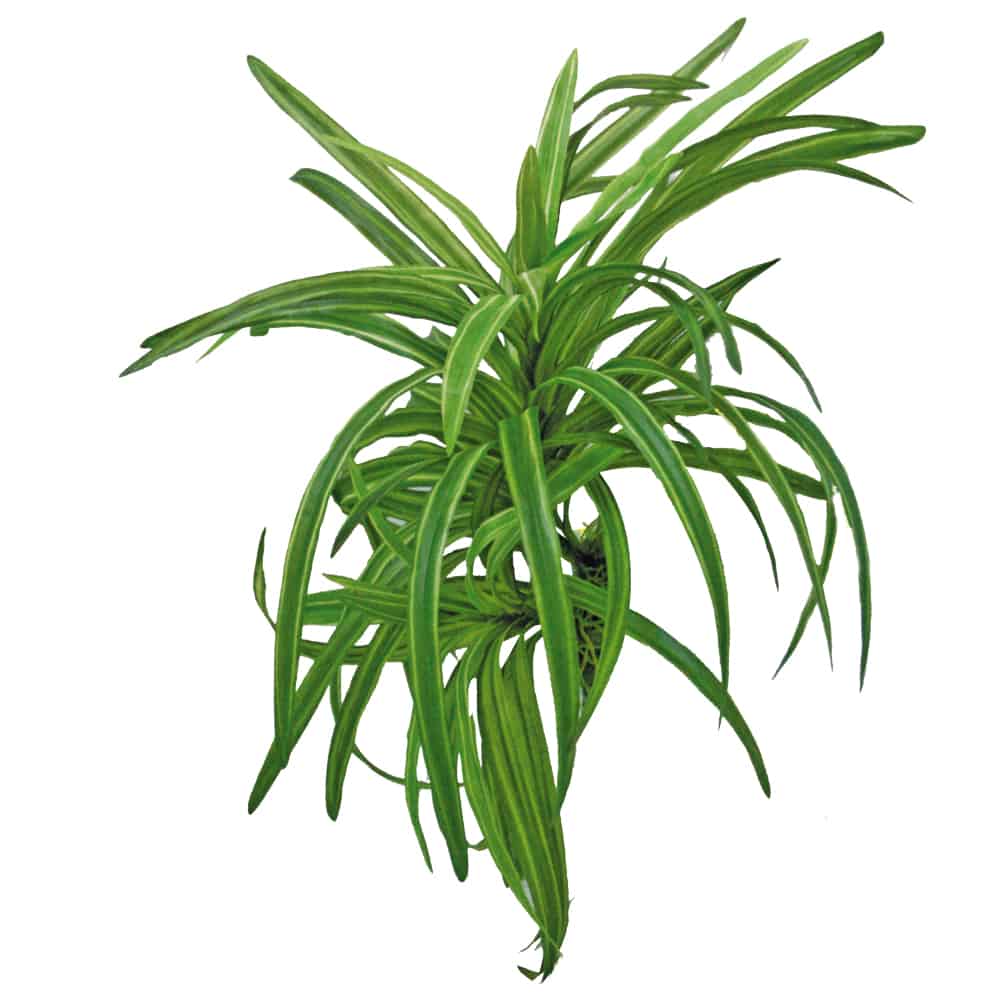 AMTRA PLANT REPLICA DRACENA 25CM - immagine 2