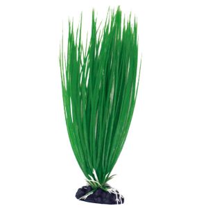 AMTRA PLANT CLASSIC ACORUS