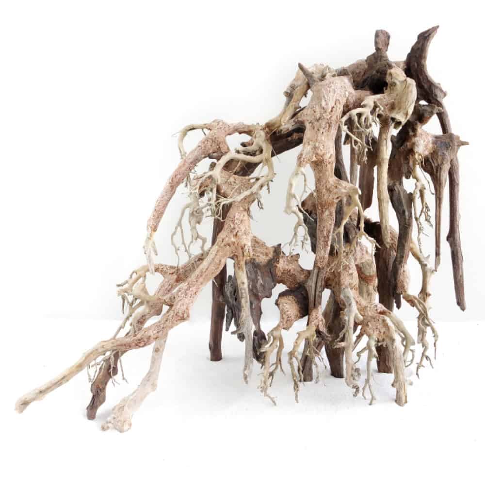 AMTRA ORIENTAL WIND 1 - immagine 2