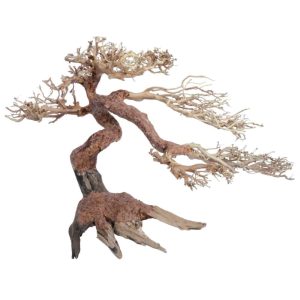 AMTRA ORIENTAL WIND 5