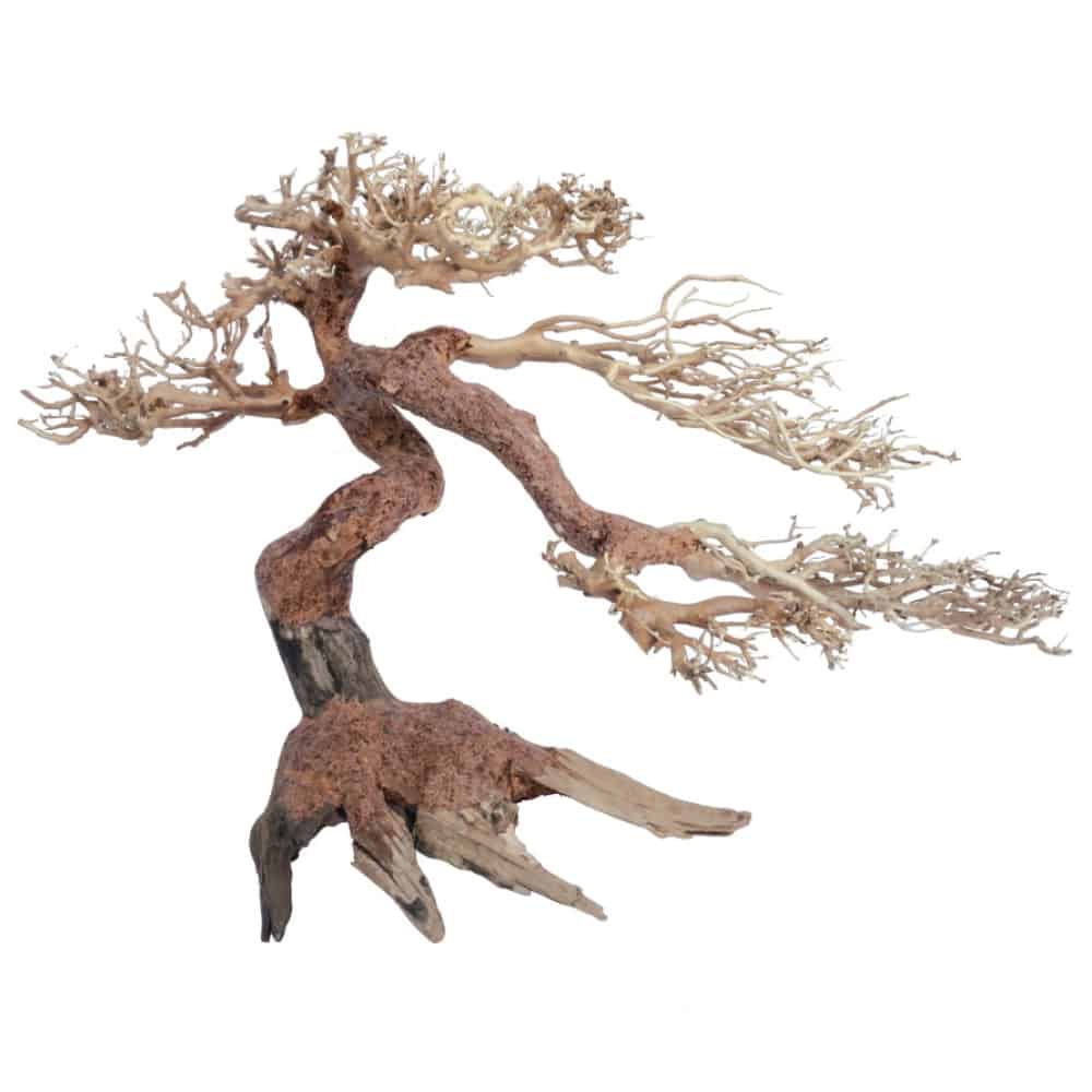 AMTRA ORIENTAL WIND 5 - immagine 2