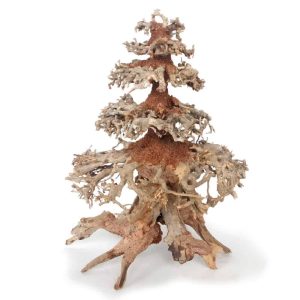 AMTRA ORIENTAL WIND 8