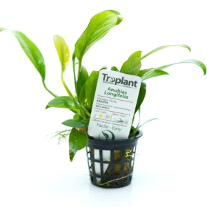 Anubias Longifolia