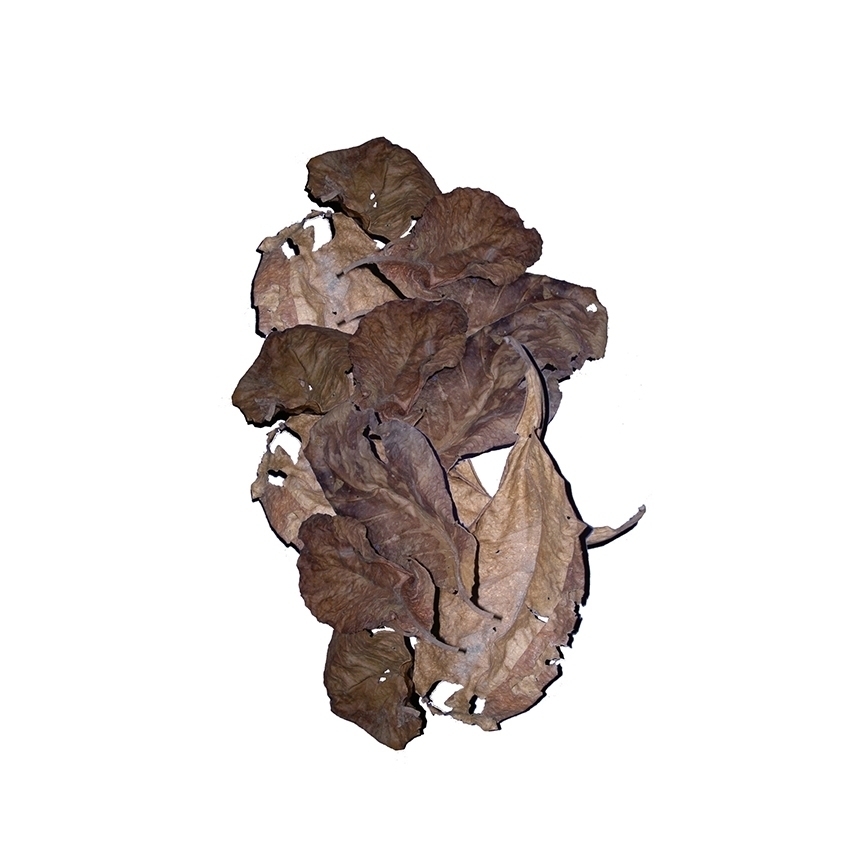 BIOCONDIZIONATORE ACQUARIO – AMTRA CATAPPA LEAVES - immagine 4